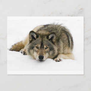 Wolf Postcard