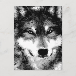 Wolf Postcard