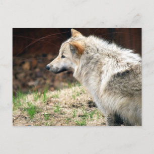 wolf postcard
