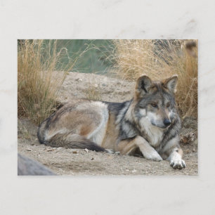 wolf postcard