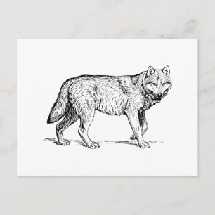 Wolf Postcard