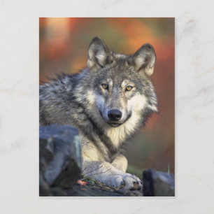 Wolf Postcard
