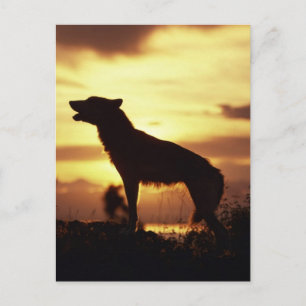 Wolf Postcard