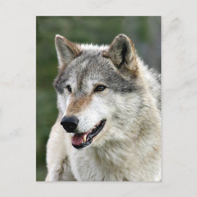 Wolf Postcard (Front)
