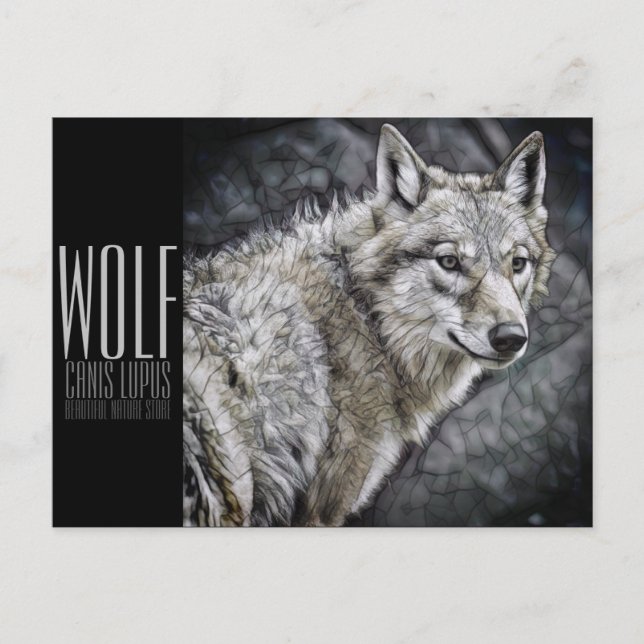 Wolf [Postcard] Postcard (Front)