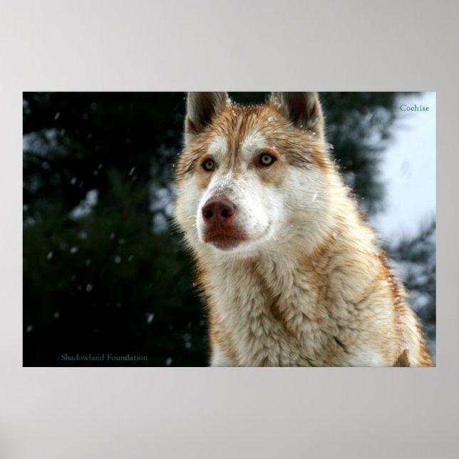 Wolf Poster (Front)