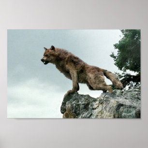 Wolf Poster