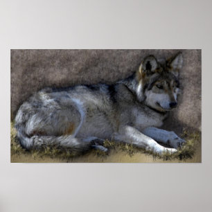 Wolf Poster