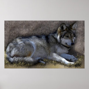 Wolf Posters &amp; Photo Prints | Zazzle AU