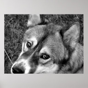 Wolf Poster (black & white)