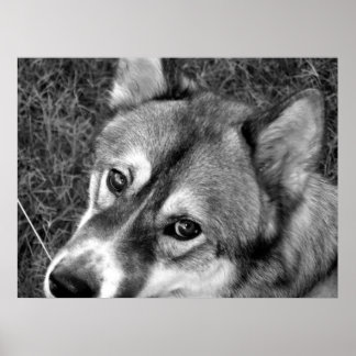 Wolf Poster (black & white)