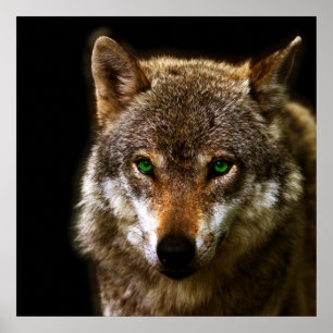 Wolf Profile with green eyes ~ editable background Poster