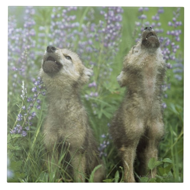 Wolf Puppies Howling In Meadow Ceramic Tile (Front)