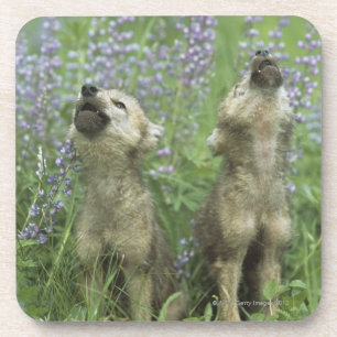 Wolf Puppies Howling In Meadow Coaster