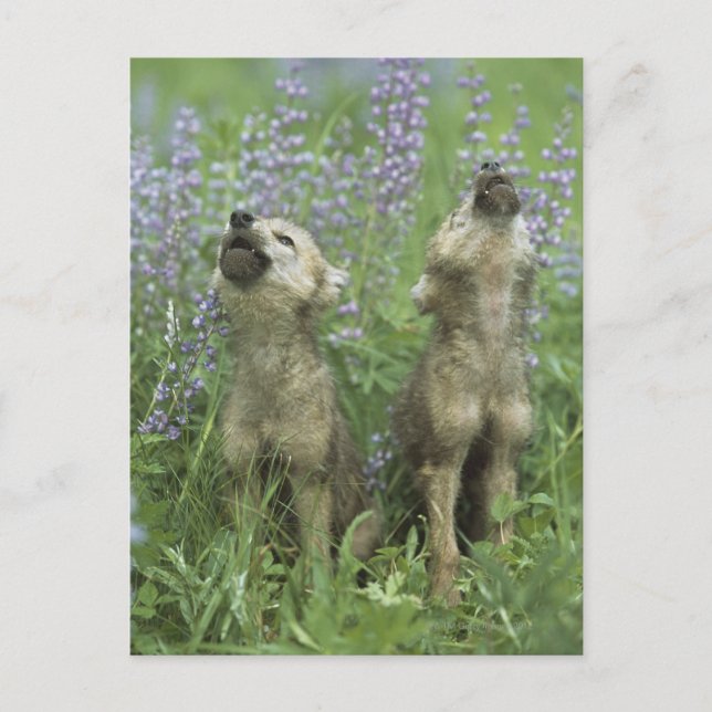 Wolf Puppies Howling In Meadow Postcard (Front)