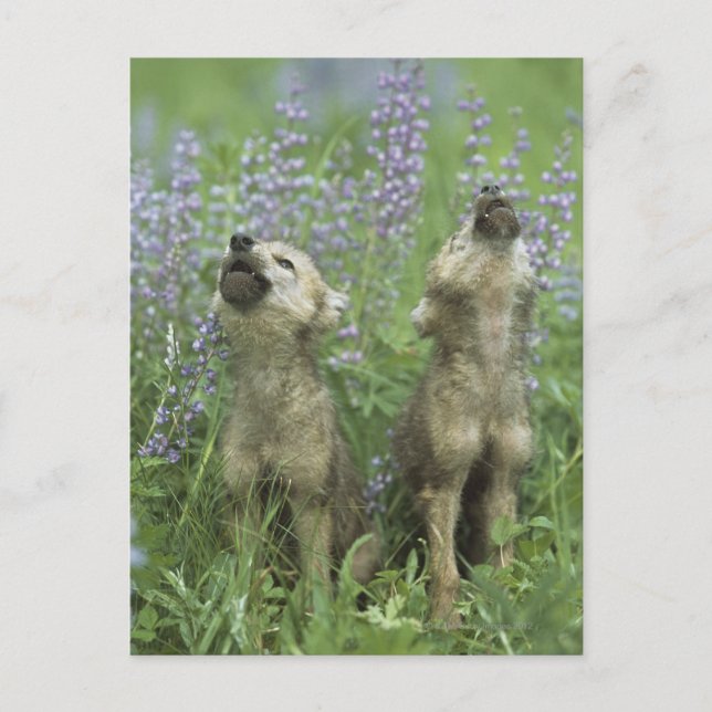 Wolf Puppies Howling In Meadow Postcard (Front)