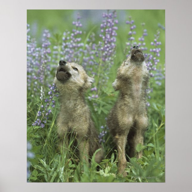 Wolf Puppies Howling In Meadow Poster (Front)