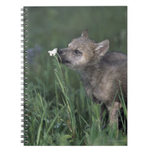 Wolf Puppy Sniffing Mountain Wildflower Notebook