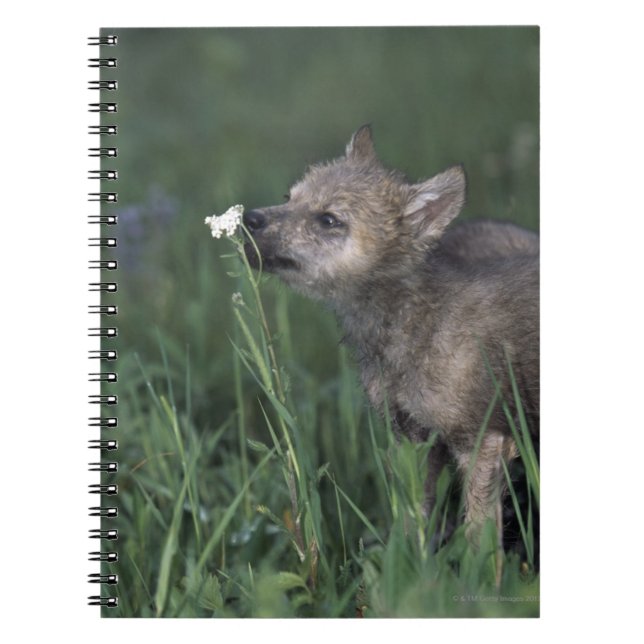 Wolf Puppy Sniffing Mountain Wildflower Notebook (Front)