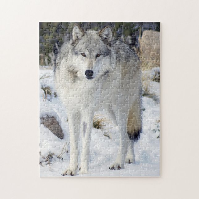 Wolf Puzzle 11" x 14" 252 Piece With Gift Box (Vertical)