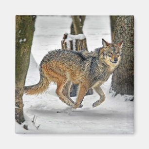 Wolf Running in Snow Magnet
