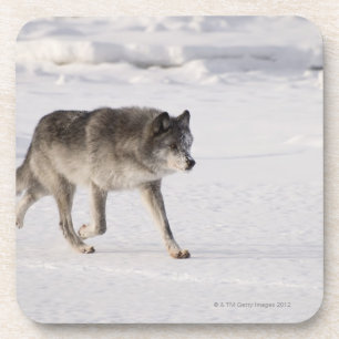 Wolf running in the snow coaster