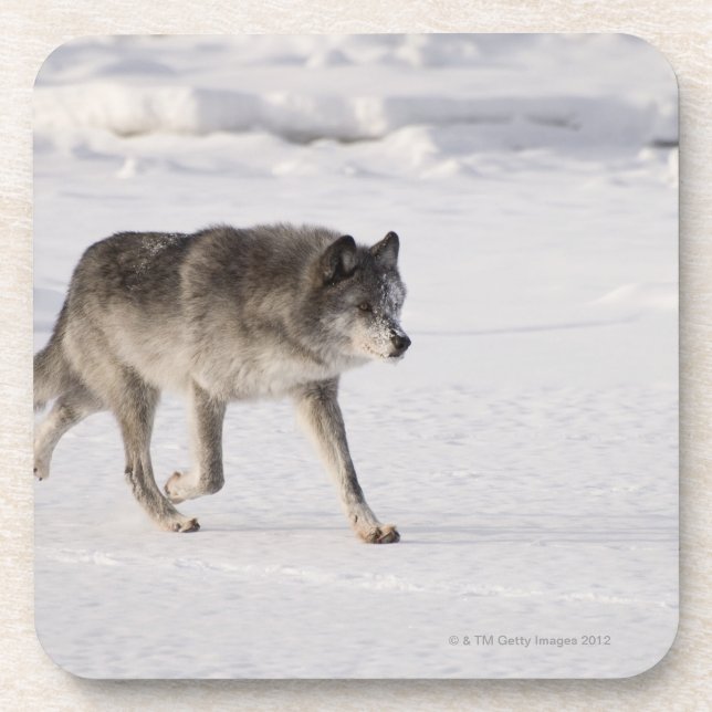Wolf running in the snow coaster (Front)