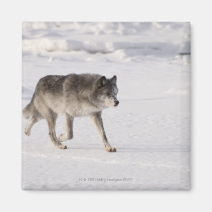 Wolf running in the snow magnet
