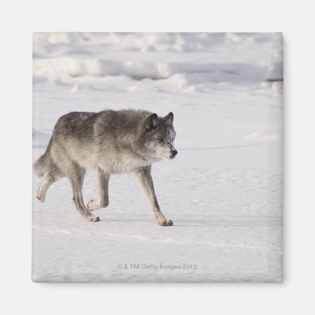 Wolf running in the snow magnet (Front)