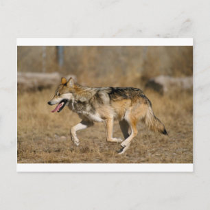 Wolf running postcard