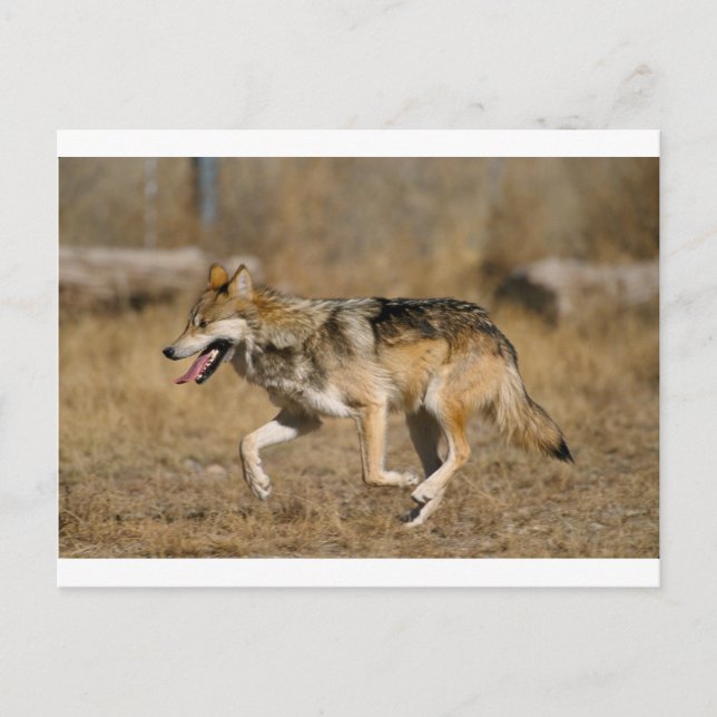 Wolf running postcard (Front)