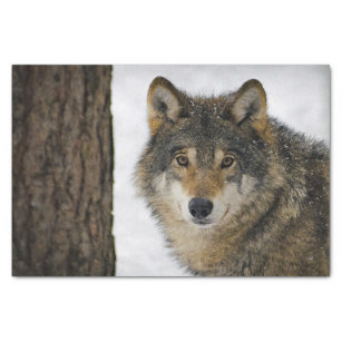 Wolf Snow Tree Photo Tissue Paper