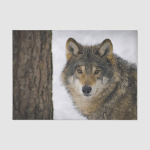Wolf Snow Tree Photo Tissue Paper