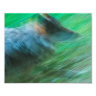Wolf Speed 10" x 8", Kodak Pro Photo Paper (Satin) Print