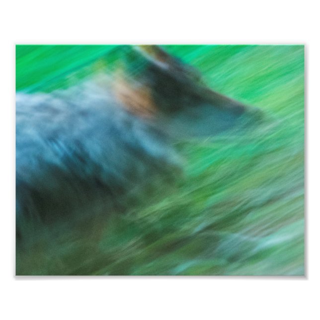 Wolf Speed 10" x 8", Kodak Pro Photo Paper (Satin) Print (Front)