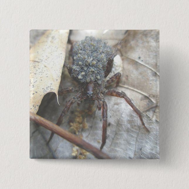 Wolf Spider Babies Egg Case Button (Front)