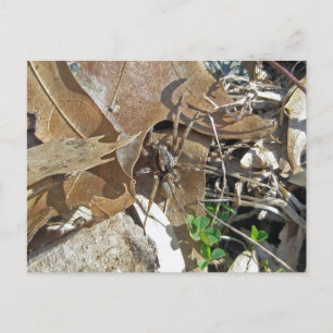 Wolf Spider (Gladicosa gulosa) Postcard
