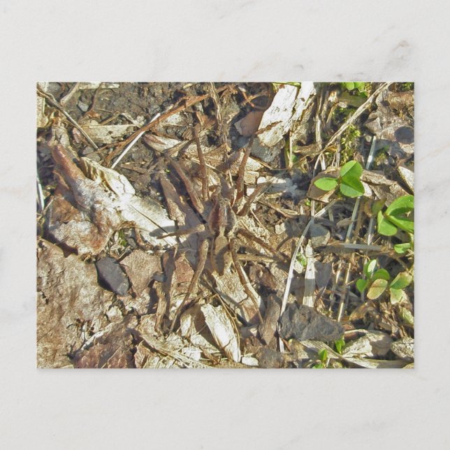 Wolf Spider (Gladicosa gulosa) Postcard (Front)