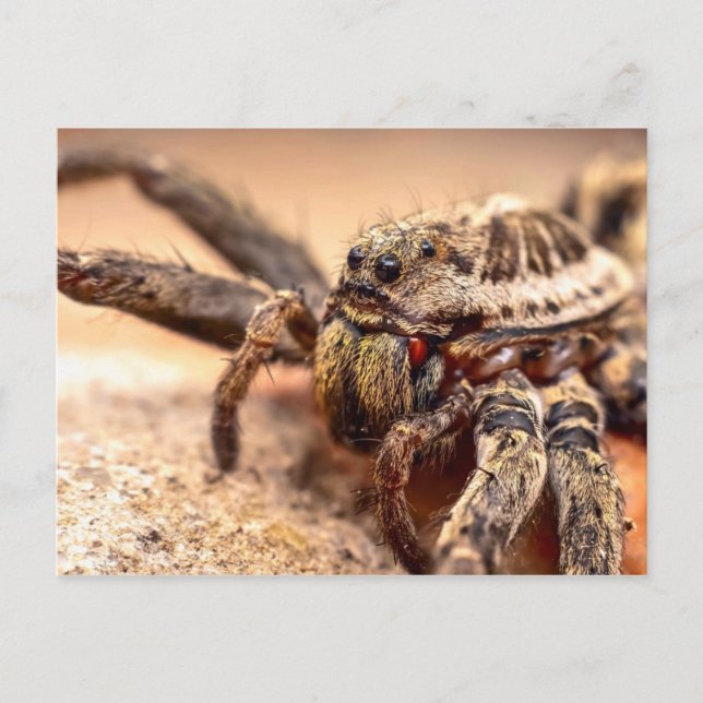 Wolf spider postcard (Front)