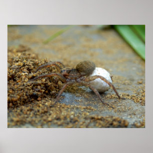 Wolf Spider With Egg Sac Poster