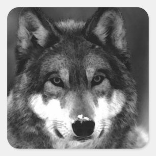 Wolf Square Sticker