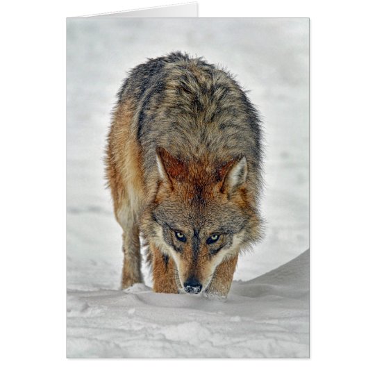 Wolf Stalking Card