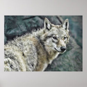 Wolf:Value Poster paper