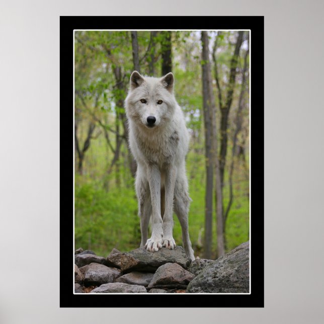 Wolf Watch Poster (Front)