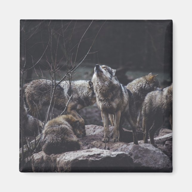Wolf Wolf Wolf Magnet (Front)