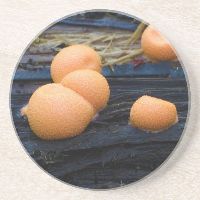 Wolf's Milk Groening's Slime Lycogala Epidendrum Coaster (Front)