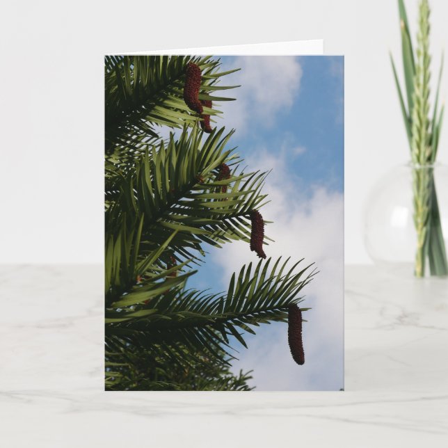 Wollemi Pine Tree Cones Card (Front)