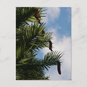 Wollemi Pine Tree Cones Postcard