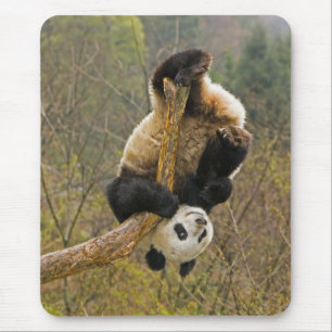 Wolong Panda Reserve, China, 2 1/2 yr old Mouse Pad