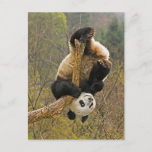 Wolong Panda Reserve, China, 2 1/2 yr old Postcard